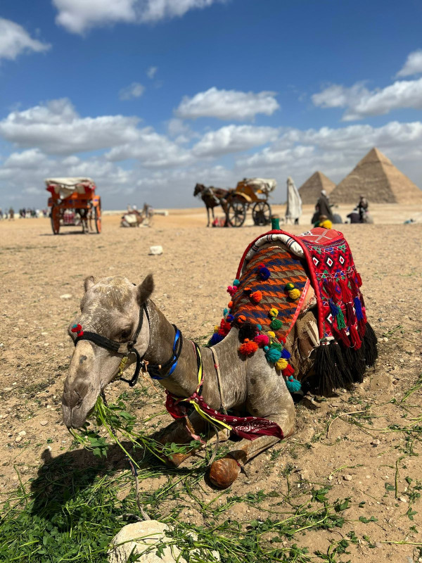 Giza Pyramids & The Egyptian Museum in Tahrir